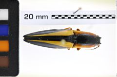 Foto (Dorsalansicht) von Semiotus antennatus (Schwarz, 1900) (NHMW-ZOO-COL-0008229)